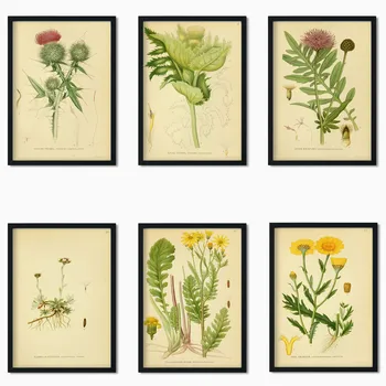 Doma wall art okras, fotografijo, plakat, retro slogu rastlin, cvetov rastlin dekoracijo slikarstvo visoke kakovosti platna plakat o145